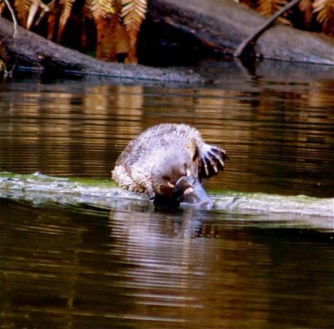 Platypus at Fernglade Reserve